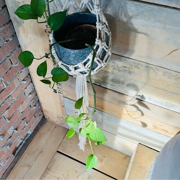 rope tied  macrame plant hanger - Picture 4 of 11